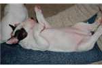 English Bull Terrier For Sale Florida