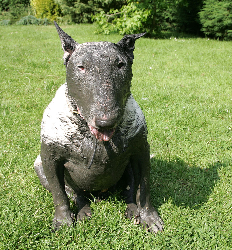 English Bull Terrier Mix