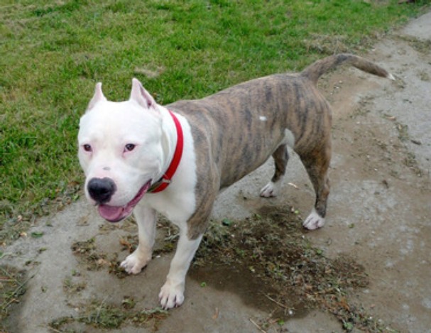 English Bull Terrier Mix