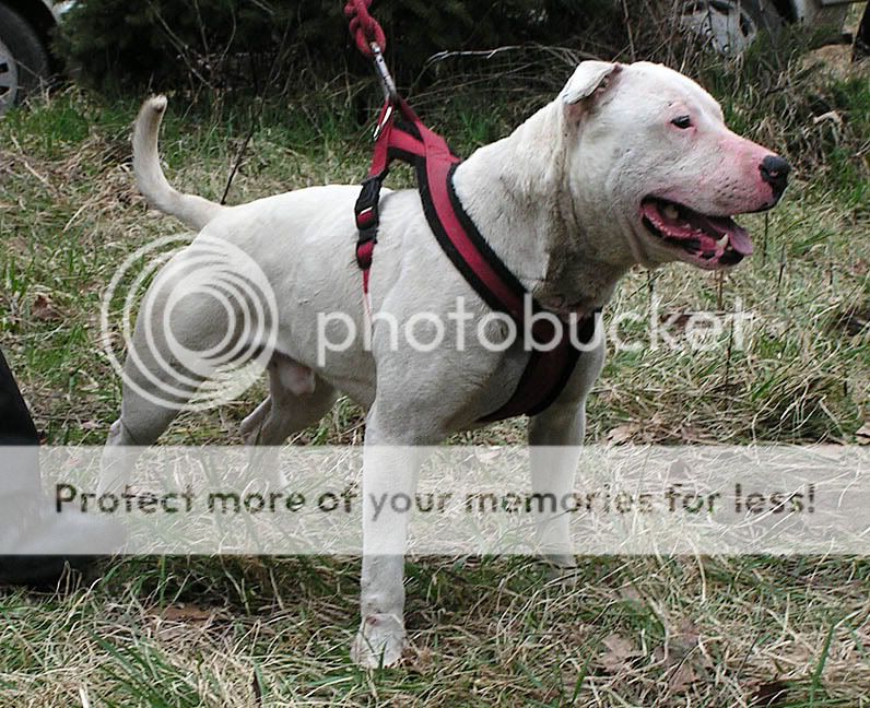 English Bull Terrier Mix