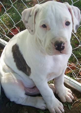 English Bull Terrier Mix