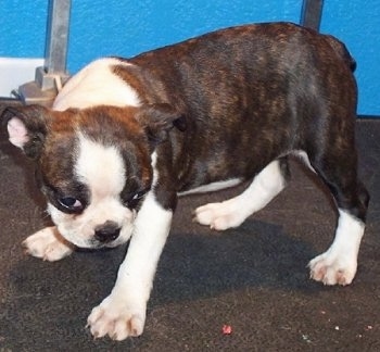 English Bull Terrier Mix