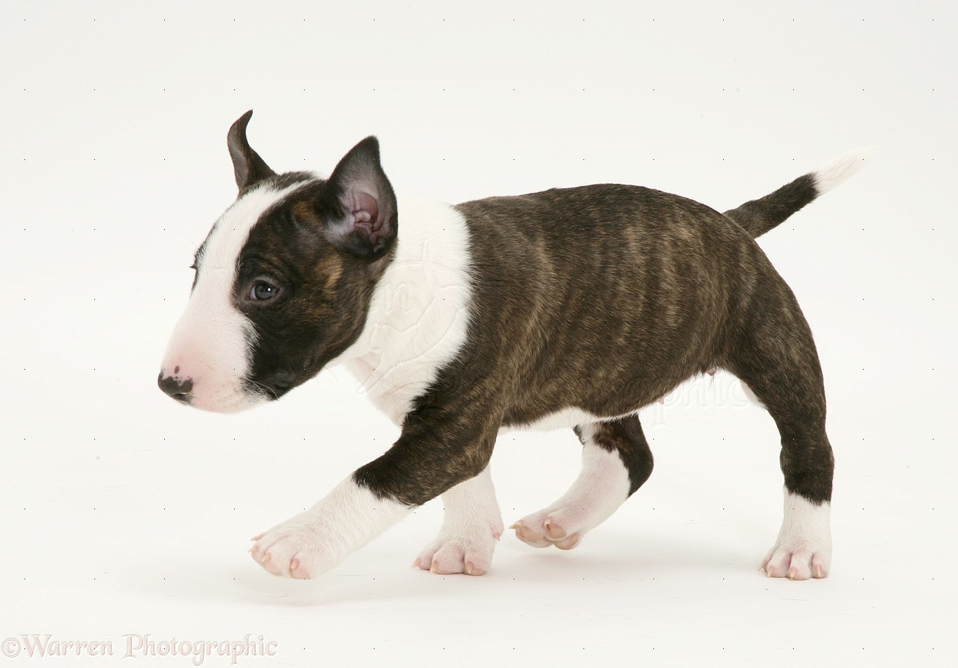 English Bull Terrier Pictures