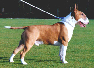 English Bull Terrier Pictures