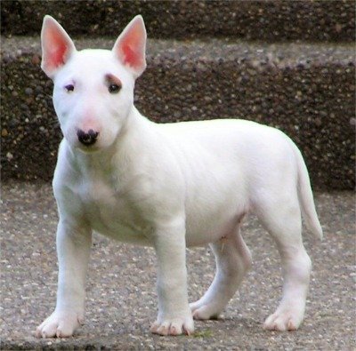 English Bull Terrier Pictures Puppies