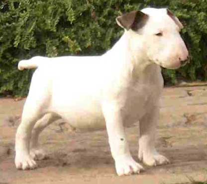 English Bull Terrier Pictures Puppies