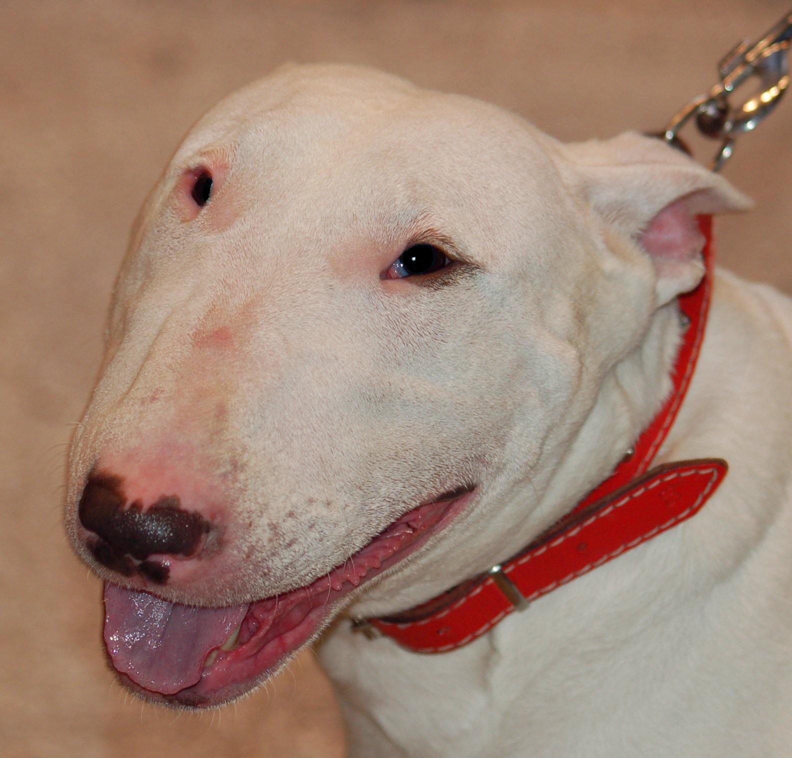 English Bull Terrier Pictures Puppies