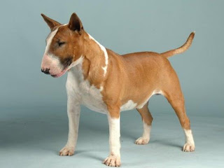 English Bull Terrier Pictures Puppies