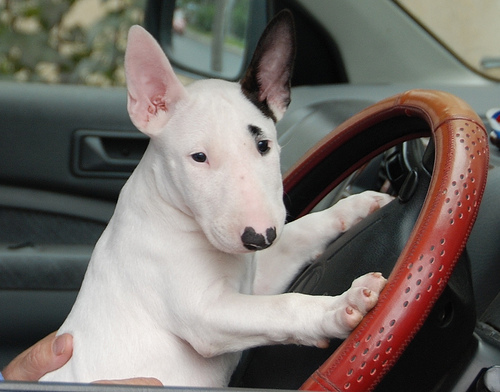 English Bull Terrier Pictures Puppies