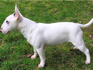 English Bull Terrier Pictures Puppies