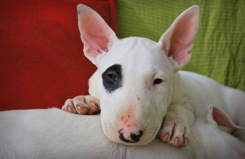 English Bull Terrier Pictures Puppies