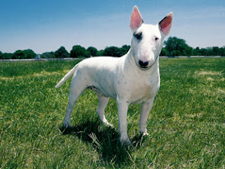 English Bull Terrier Puppies For Sale