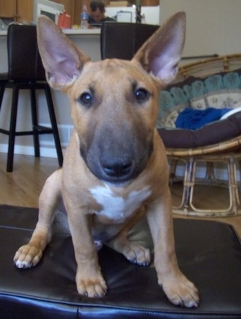 English Bull Terrier Puppies For Sale