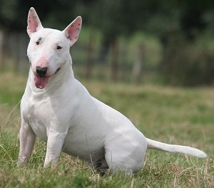 English Bull Terrier Puppies For Sale