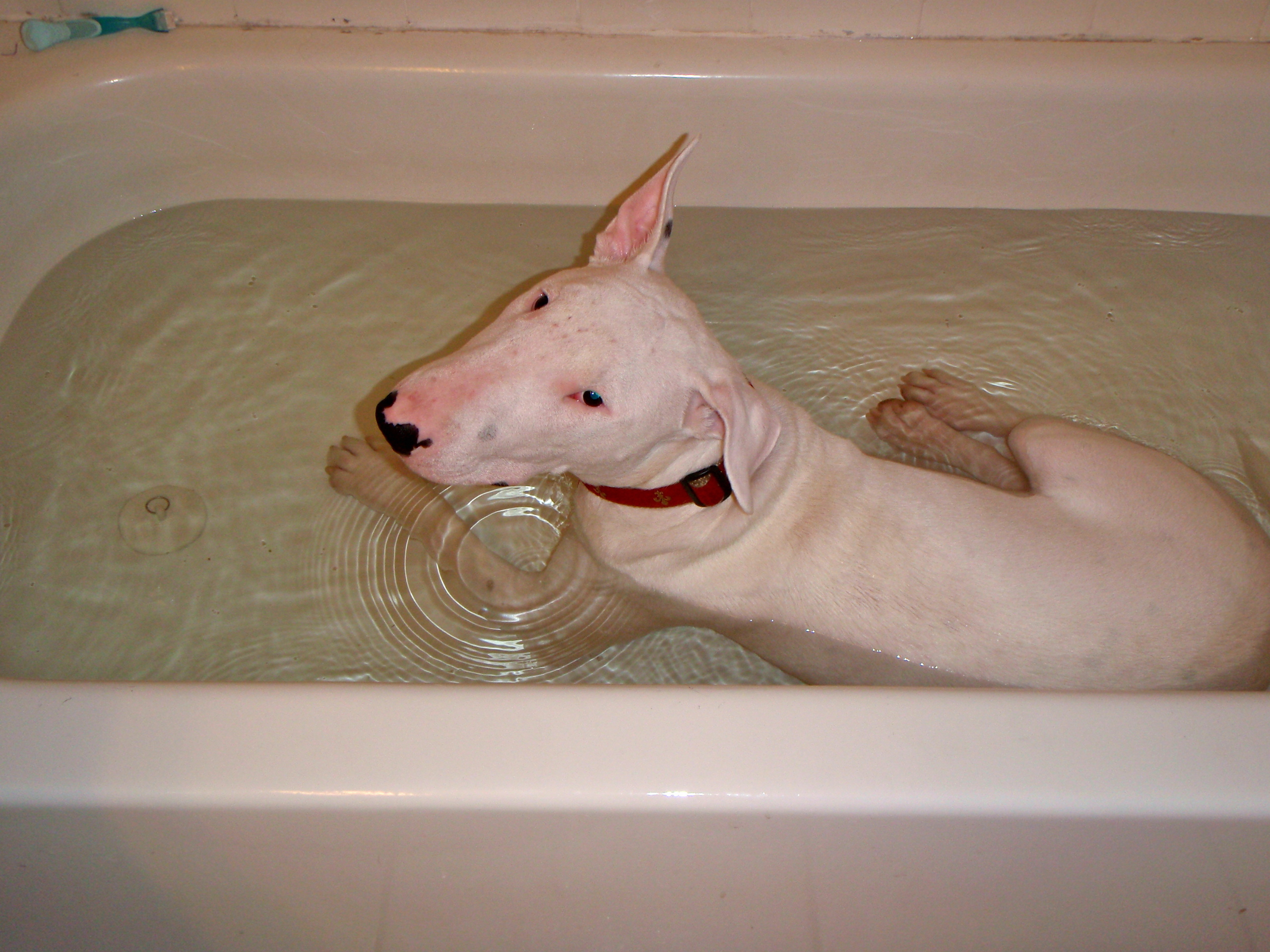 English Bull Terrier Puppies For Sale