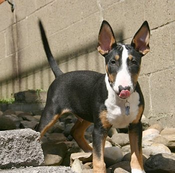 English Bull Terrier Puppies For Sale