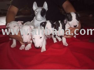 English Bull Terrier Puppies For Sale In Georgia