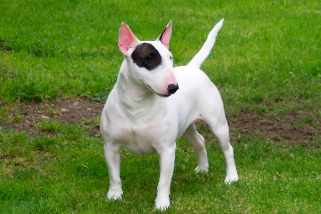 English Bull Terrier Puppies For Sale In Michigan