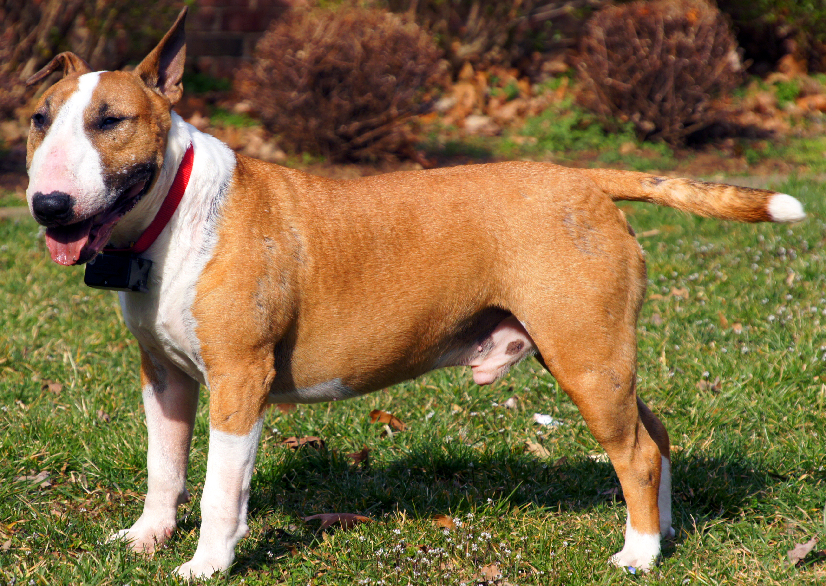 English Bull Terrier Puppies For Sale In Southern California