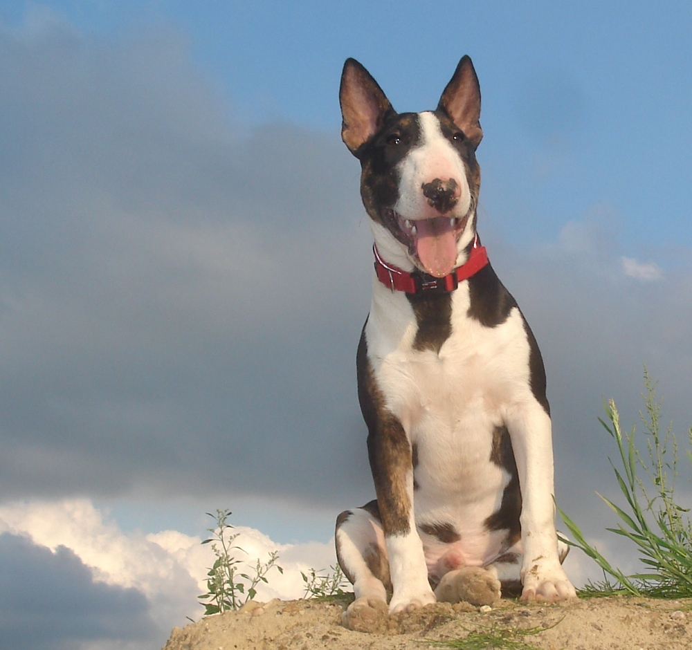 English Bull Terrier Puppies For Sale In Southern California