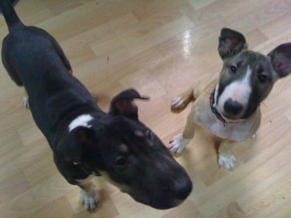 English Bull Terrier Puppies For Sale In Southern California