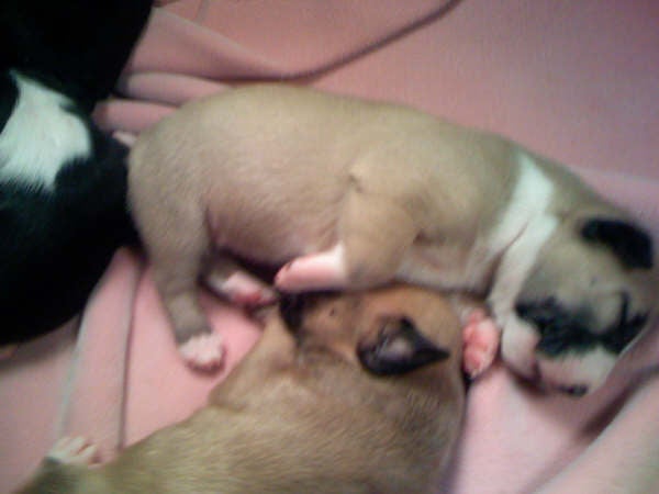 English Bull Terrier Puppies For Sale In Southern California