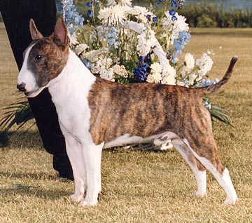 English Bull Terrier Puppies For Sale In Southern California