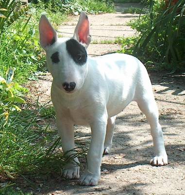 English Bull Terrier Puppies Images