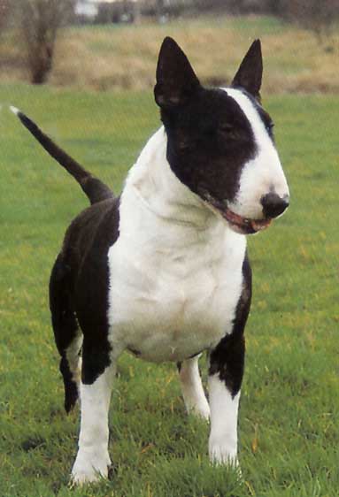 English Bull Terrier Puppies Images