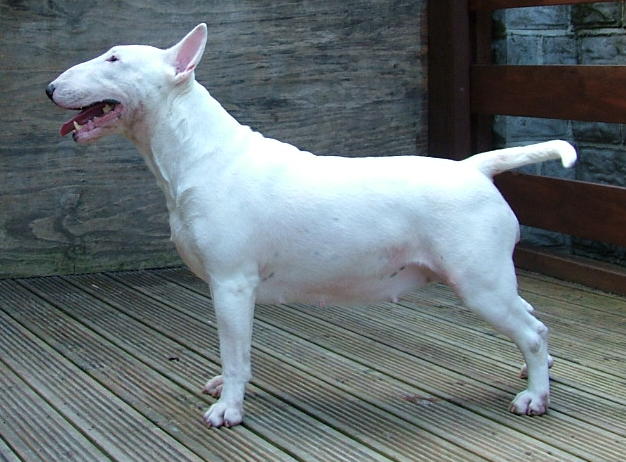 English Bull Terrier Puppies Images