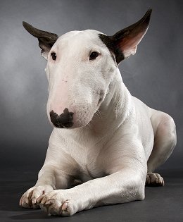 English Bull Terrier Puppies Images