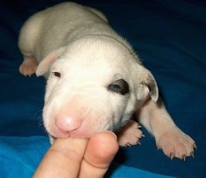 English Bull Terrier Puppies Images