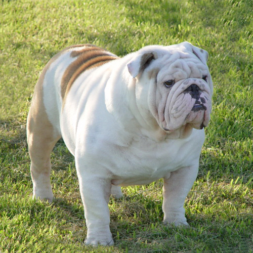 English Bulldog