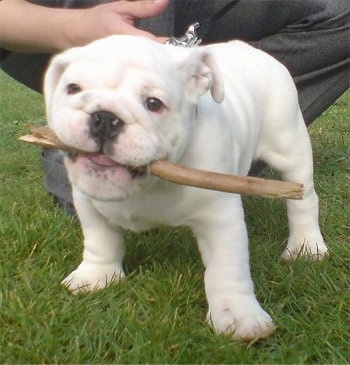 English Bulldog