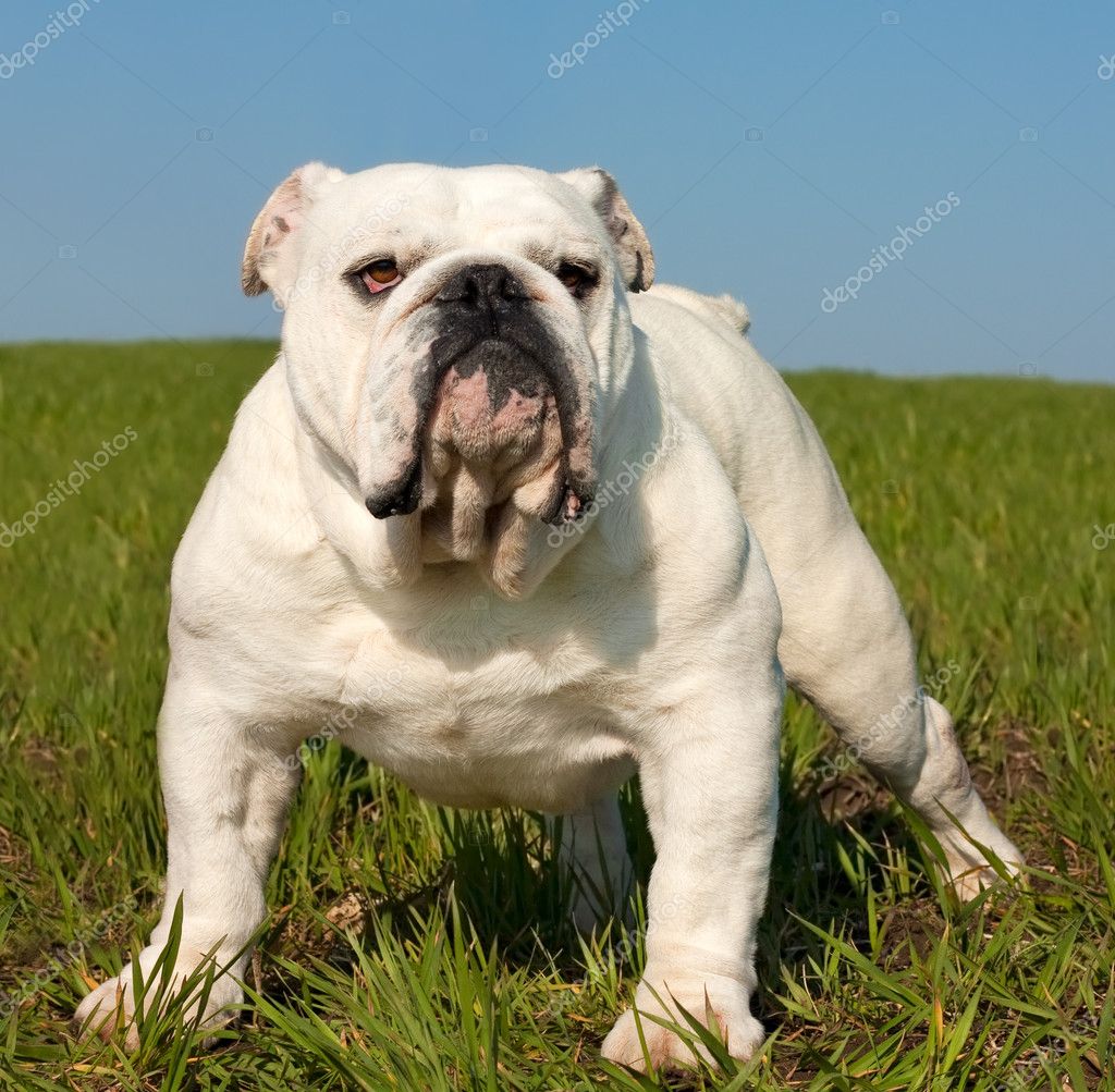 English Bulldog