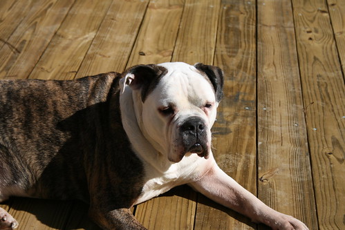 English Bulldog Boxer Mix