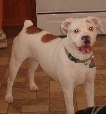 English Bulldog Boxer Mix Full Grown