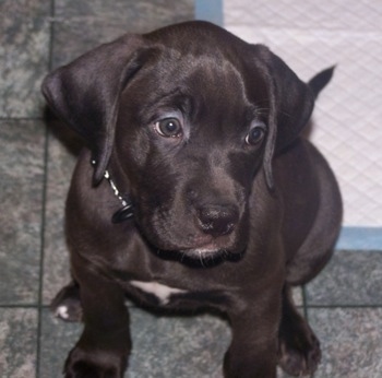 English Bulldog Boxer Mix Full Grown