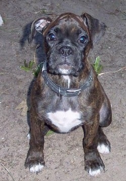 English Bulldog Boxer Mix Full Grown