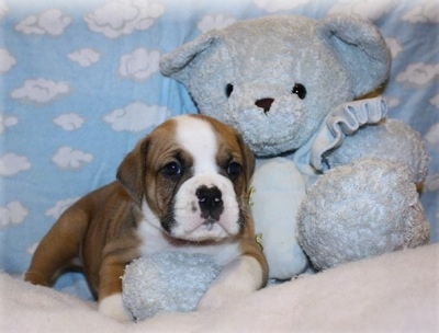 English Bulldog Boxer Mix Puppies For Sale In Nc