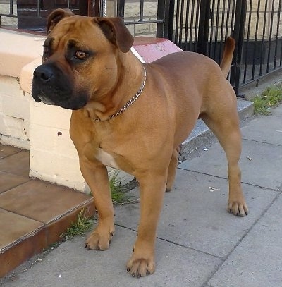 English Bulldog Mix