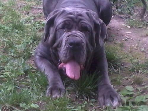 English Bulldog Mix