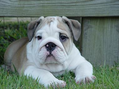 English Bulldog Mix Puppies For Sale In Nc