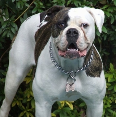 English Bulldog Mixed With American Bulldog