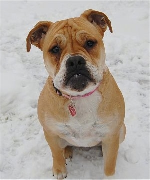 English Bulldog Mixed With American Bulldog