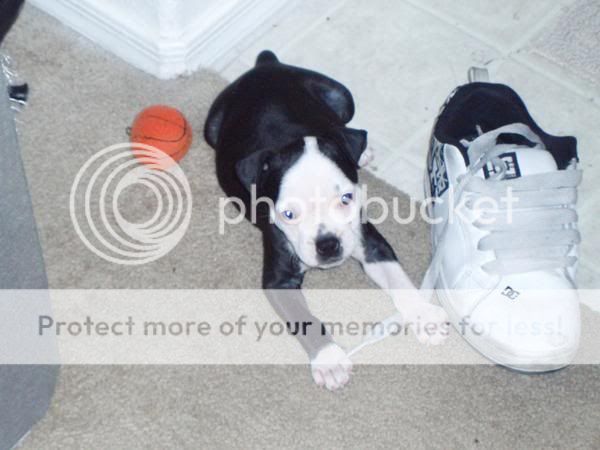 English Bulldog Mixed With American Bulldog