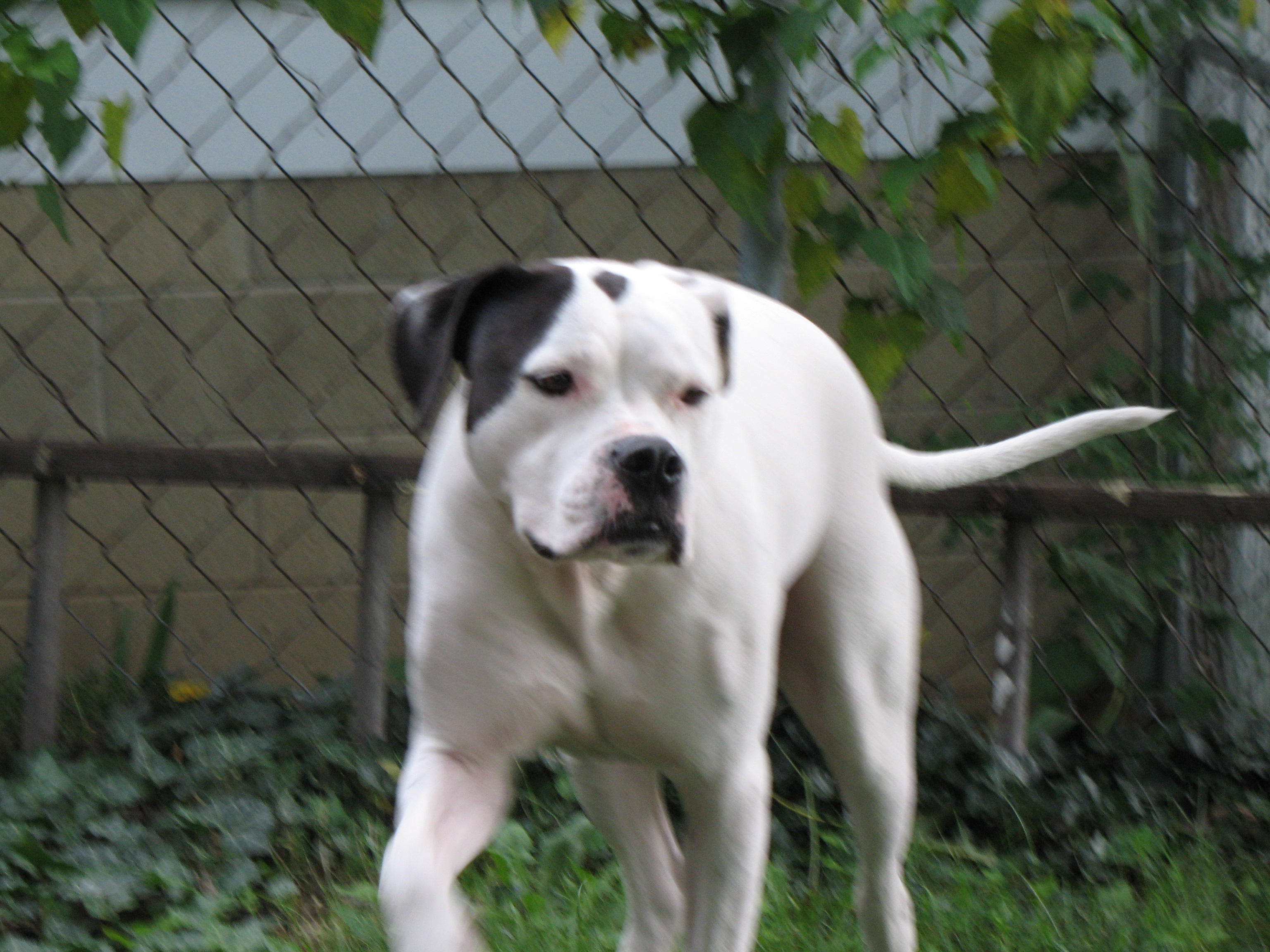 English Bulldog Mixed With American Bulldog