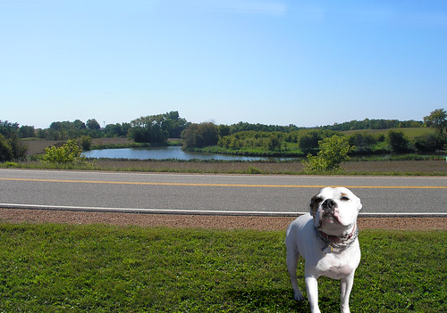 English Bulldog Mixed With American Bulldog