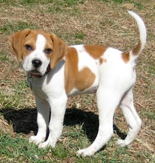 English Bulldog Mixed With Beagle