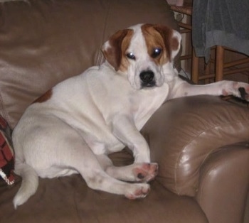 English Bulldog Mixed With Beagle